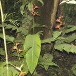 Heliconia irrasa অন্যান্য