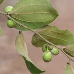Ziziphus mucronata ഫലം