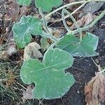 Pelargonium tomentosum Blatt