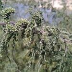 Urtica cannabina Plod