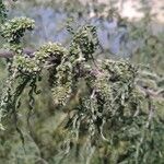 Urtica cannabina