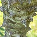Zanthoxylum clava-herculis 樹皮