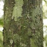 Cathedra acuminata Кора