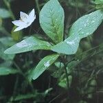 Lysimachia europaea Fleur