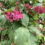 Syringa villosa Flower