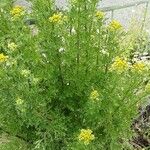 Senecio squalidus Habit