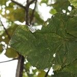 Dombeya pilosa Leaf