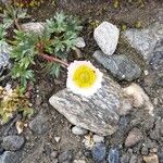 Ranunculus glacialisFlower