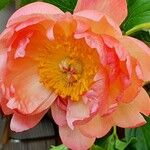 Paeonia mascula പുഷ്പം
