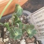 Oxalis megalorrhiza Листок