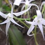 Cyrtorchis chailluana Flower