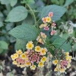 Lantana camaraFlower