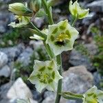 Anticlea elegans Blomma