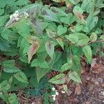 Persicaria microcephala List