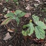 Panax quinquefolius Blad