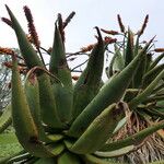 Aloe ferox Hábitos