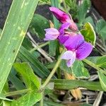 Lathyrus japonicus Fula