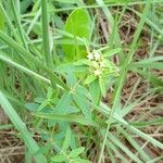 Euphorbia potentilloides Habit