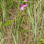 Gladiolus palustris Habitus