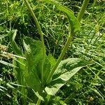 Crepis pontana Frunză