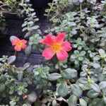 Portulaca umbraticolaFlower