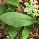 Chrysopsis mariana Leaf