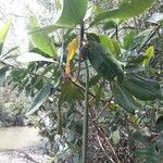 Rhizophora mangle Gyümölcs