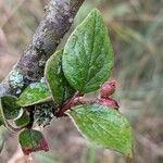 Cotoneaster dielsianus ഇല