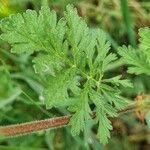 Erodium ciconium ᱥᱟᱠᱟᱢ