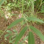 Tephrosia bracteolata Otro