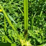 Carex intumescens Feuille