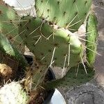 Opuntia phaeacantha পাতা