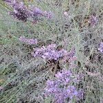 Lavandula × intermedia Flower