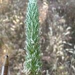 Phalaris aquatica Fula