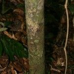 Eschweilera parviflora Bark