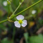 Alisma plantago-aquatica Blüte