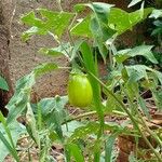 Solanum aethiopicum Frutto