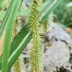 Carex excelsa