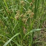 Scirpus atrovirens 果