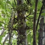 Ficus hispida Fruit