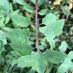 Sonchus tenerrimus Fuelha