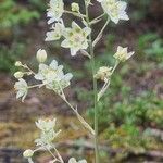 Anticlea elegans Fiore