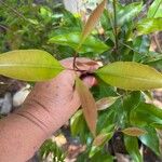 Syzygium aromaticum Leaf