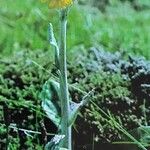 Tephroseris integrifolia Habitus