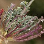 Gilia sinuata Fruit