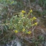 Euphorbia seguieriana Fiore