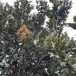 Laurus novocanariensis Цвят