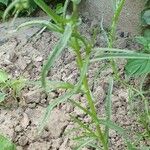 Senecio gallicus Blatt