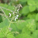 Plectranthus grallatus