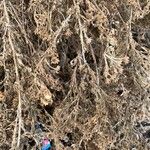 Artemisia frigida Blatt